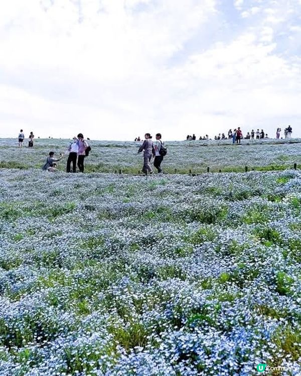 🌸 常陸海濱公園粉蝶花！來了！！