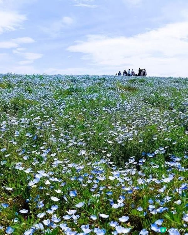 🌸 常陸海濱公園粉蝶花！來了！！