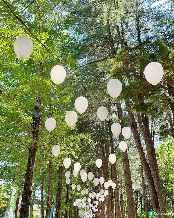 ☘️🌴《首爾篇 🇰🇷· 南怡島打卡》🌴☘️
