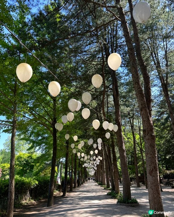 ☘️🌴《首爾篇 🇰🇷· 南怡島打卡》🌴☘️