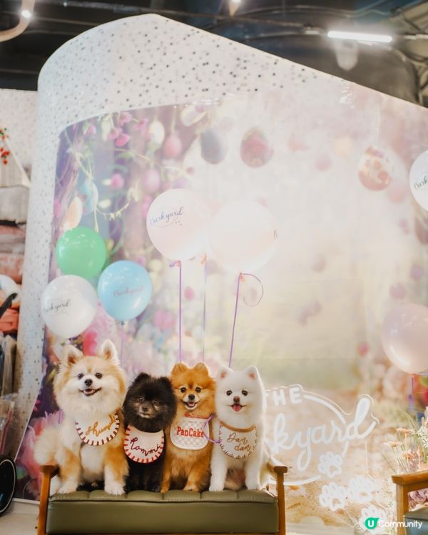 港島區全新貓狗好去處 THE SOUTHSIDE!!!