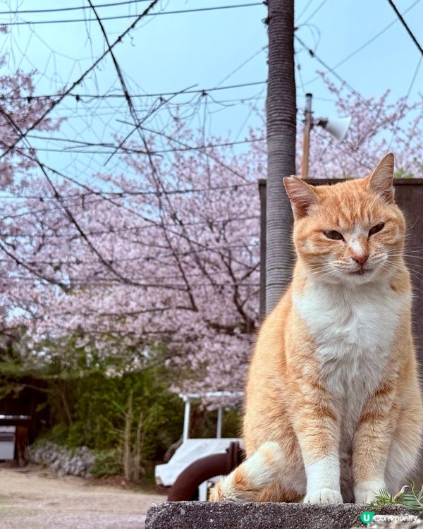 ## 🐈‍⬛ 男木島貓島之旅，療癒滿滿！