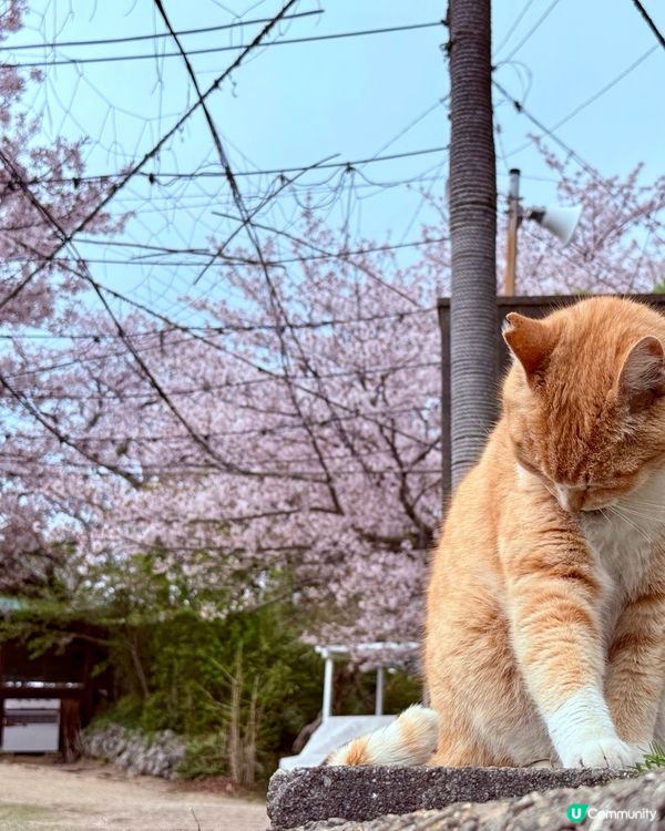 ## 🐈‍⬛ 男木島貓島之旅，療癒滿滿！