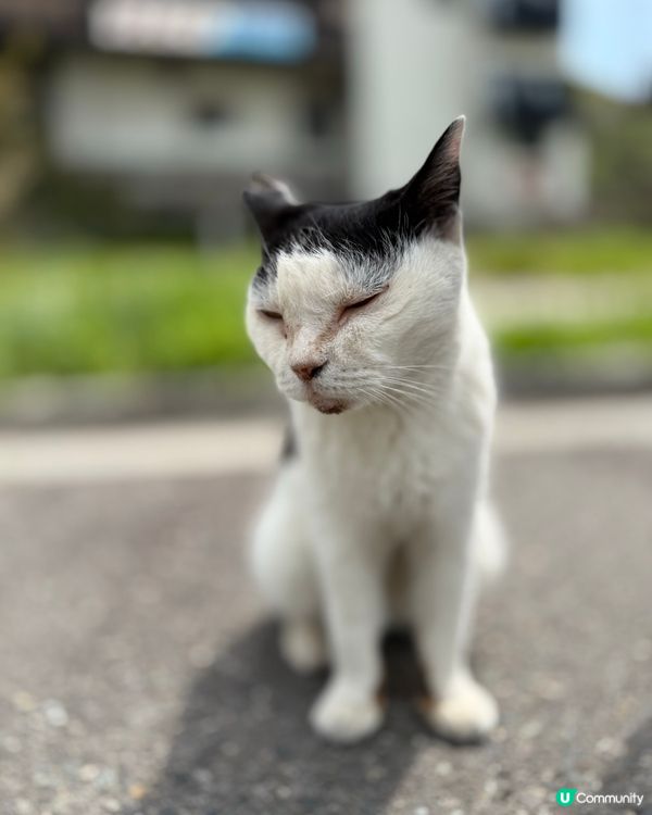 ## 🐈‍⬛ 男木島貓島之旅，療癒滿滿！