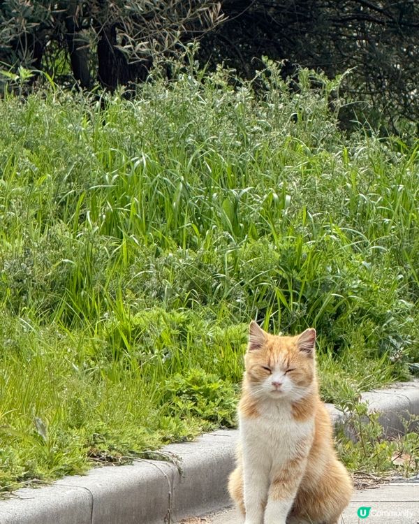 ## 🐈‍⬛ 男木島貓島之旅，療癒滿滿！