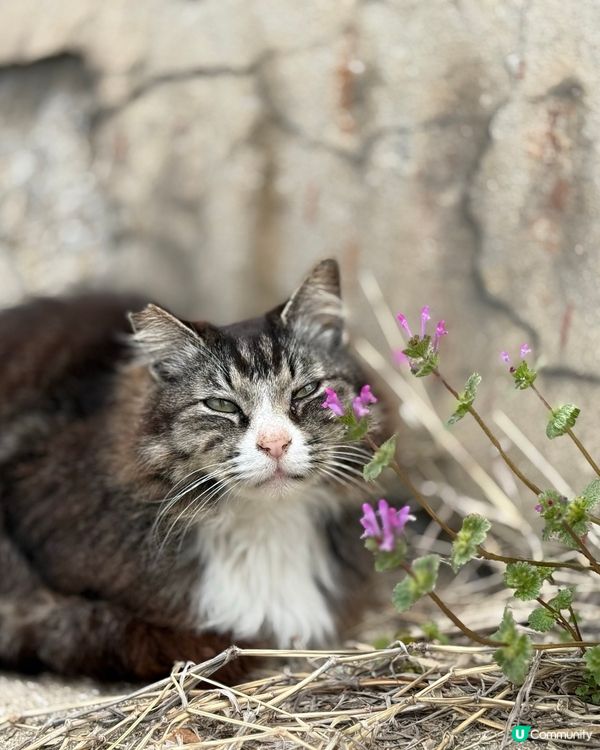 ## 🐈‍⬛ 男木島貓島之旅，療癒滿滿！