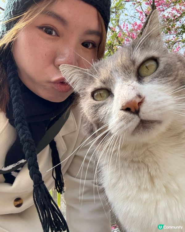 ## 🐈‍⬛ 男木島貓島之旅，療癒滿滿！