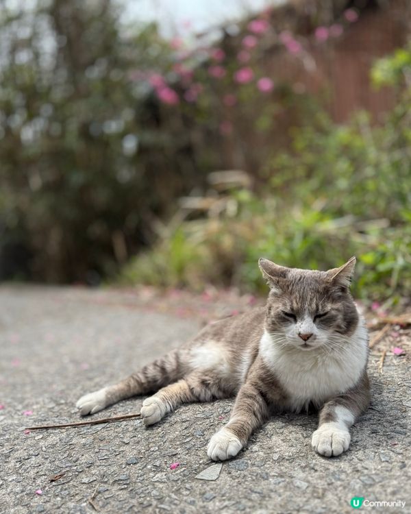 ## 🐈‍⬛ 男木島貓島之旅，療癒滿滿！