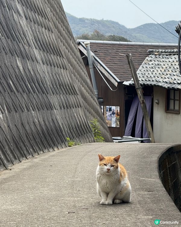 ## 🐈‍⬛ 男木島貓島之旅，療癒滿滿！