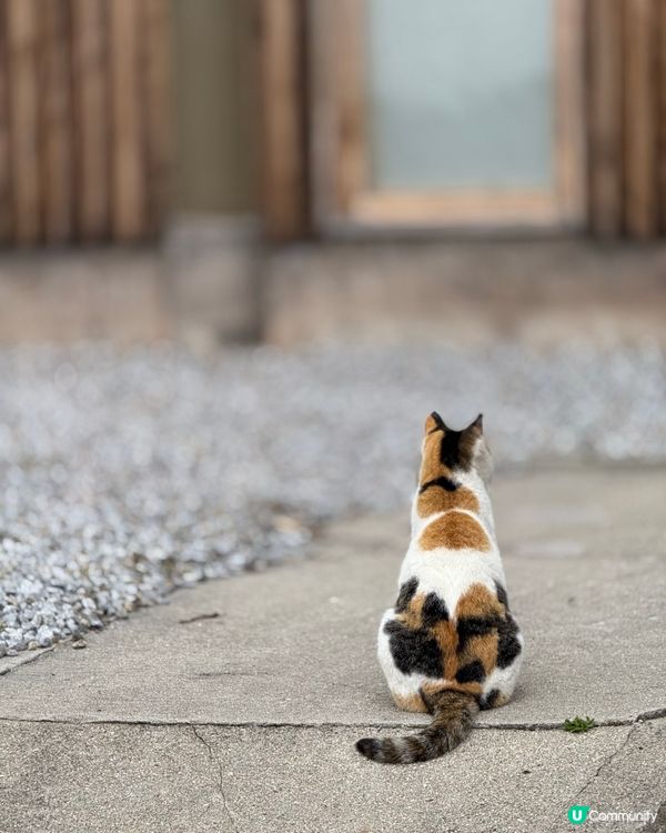 ## 🐈‍⬛ 男木島貓島之旅，療癒滿滿！