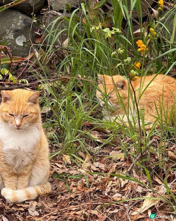 ## 🐈‍⬛ 男木島貓島之旅，療癒滿滿！