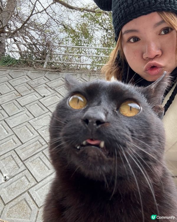 ## 🐈‍⬛ 男木島貓島之旅，療癒滿滿！