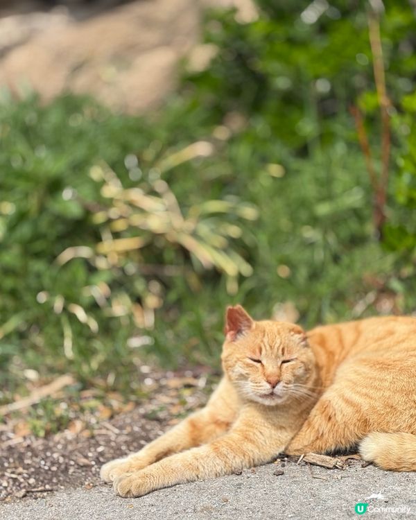 ## 🐈‍⬛ 男木島貓島之旅，療癒滿滿！