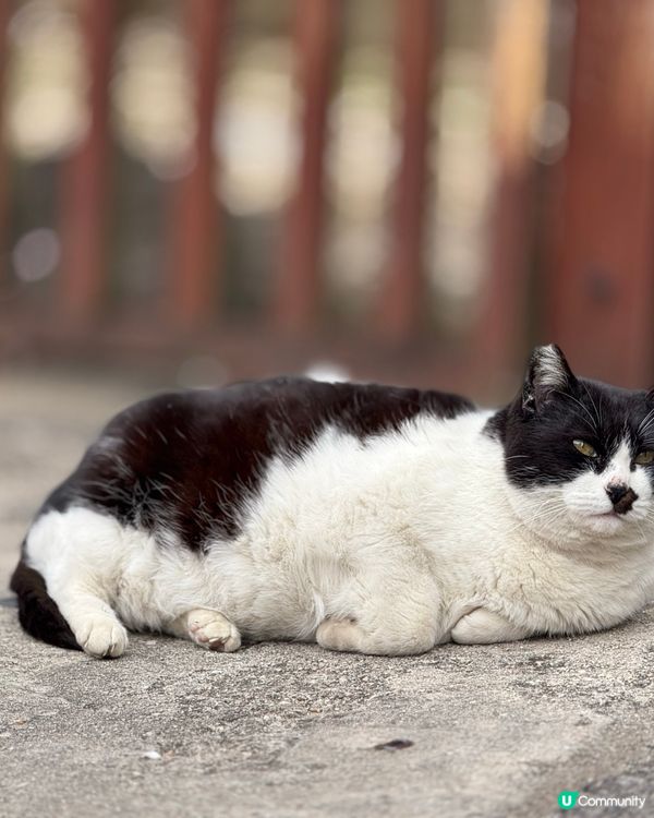 ## 🐈‍⬛ 男木島貓島之旅，療癒滿滿！