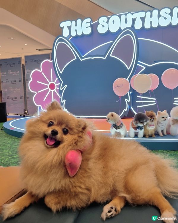 「It's Paw-ty Time !」貓狗主題市集🐾