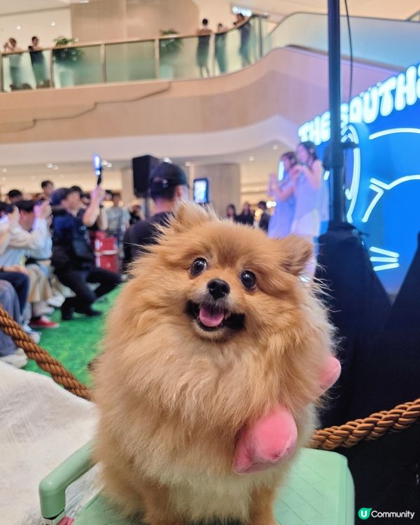 「It's Paw-ty Time !」貓狗主題市集🐾