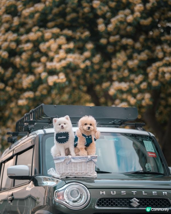車上賞魚木花又有另外一番風味🤤