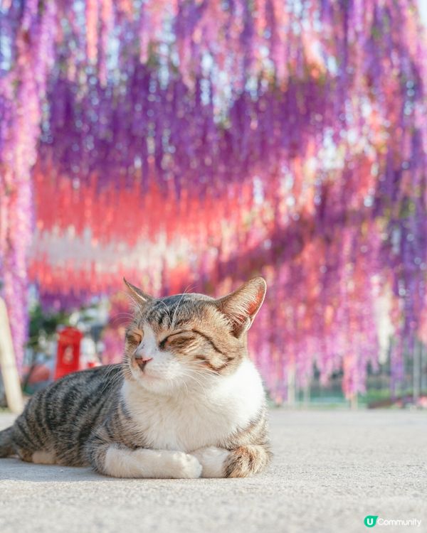 香港必去花園🇭🇰紫滕花隧道x向日葵花海!元朗信芯園農莊🌻