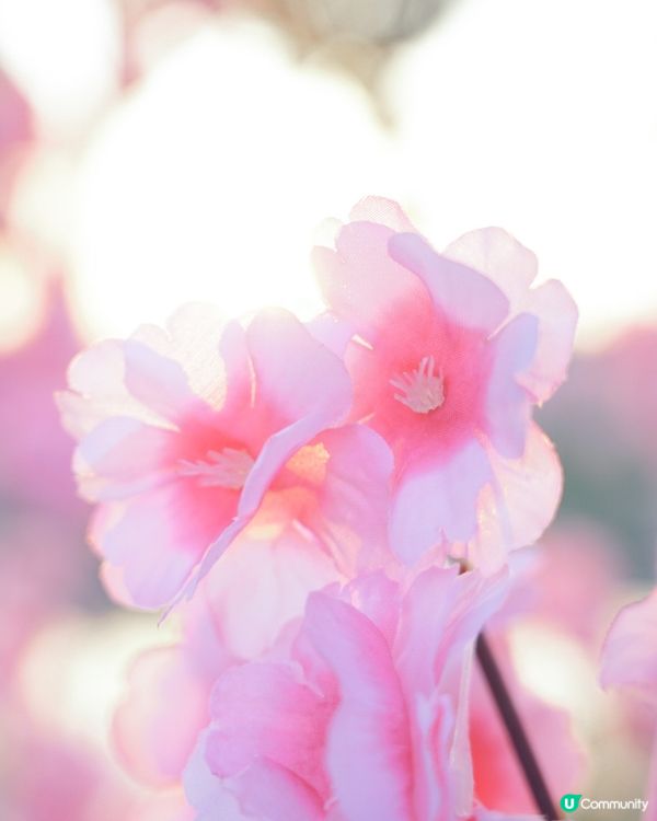 香港必去花園🇭🇰紫滕花隧道x向日葵花海!元朗信芯園農莊🌻