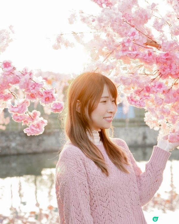 香港必去花園🇭🇰紫滕花隧道x向日葵花海!元朗信芯園農莊🌻