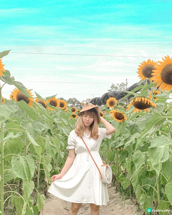 香港必去花園🇭🇰紫滕花隧道x向日葵花海!元朗信芯園農莊🌻