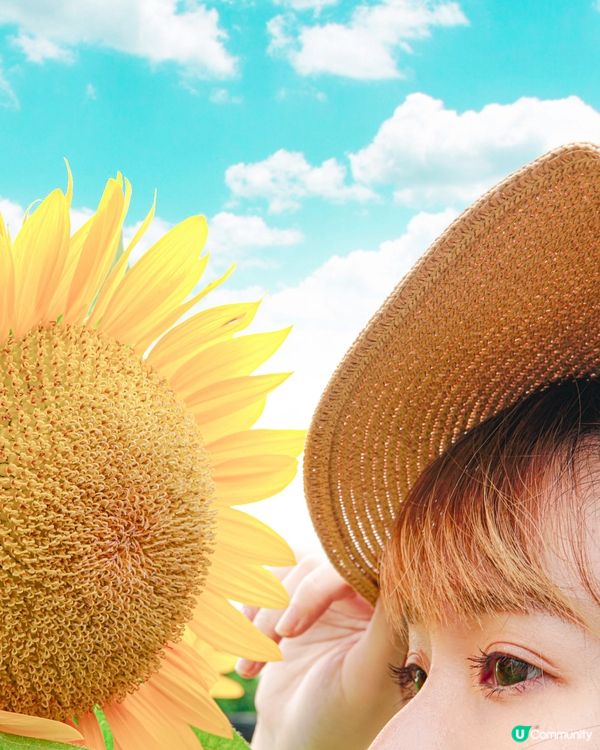 香港必去花園🇭🇰紫滕花隧道x向日葵花海!元朗信芯園農莊🌻