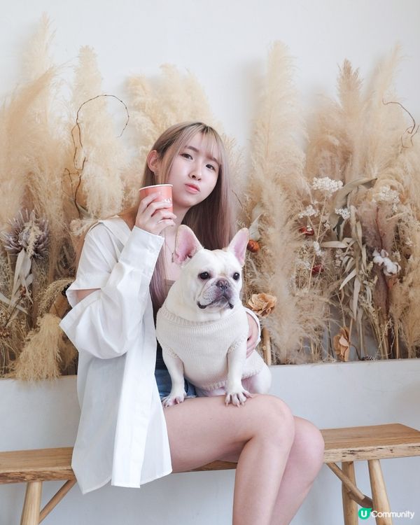 香港打卡🇭🇰 尖沙咀寵物友善乾花打卡Cafe - shh🌾