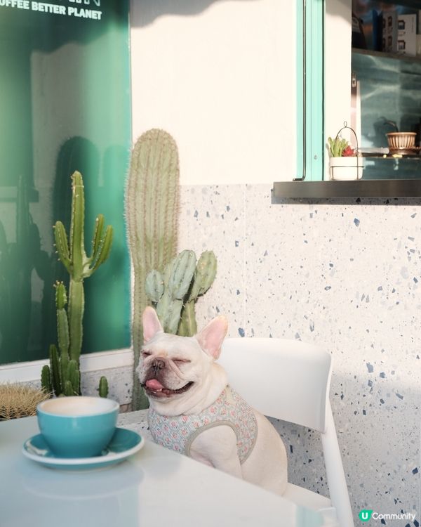 香港打卡🇭🇰天水圍藍白花牆隱世cafe 💙☕️