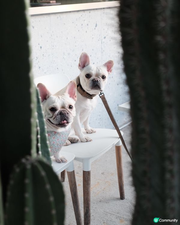 香港打卡🇭🇰天水圍藍白花牆隱世cafe 💙☕️