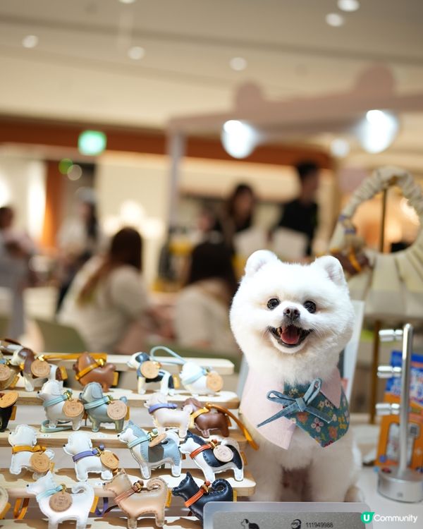 港島寵物新蒲點