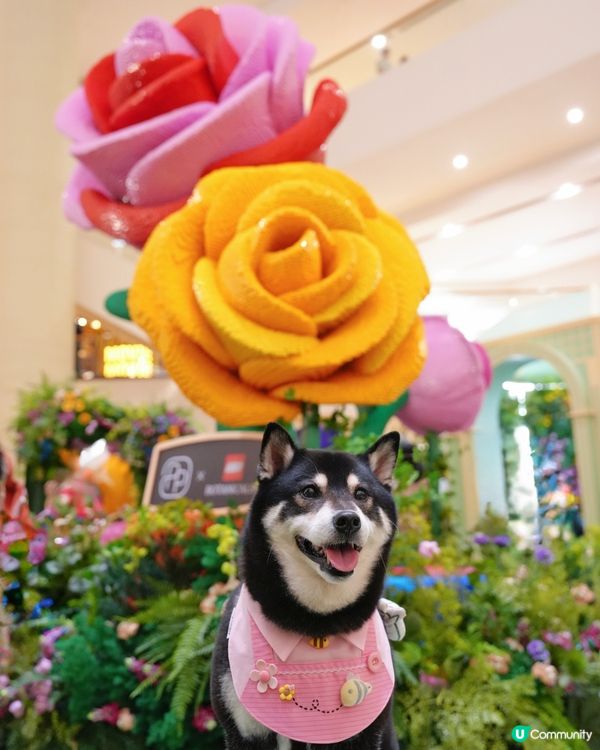 LEGO迷必去打卡呀😍