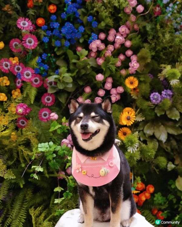 LEGO迷必去打卡呀😍