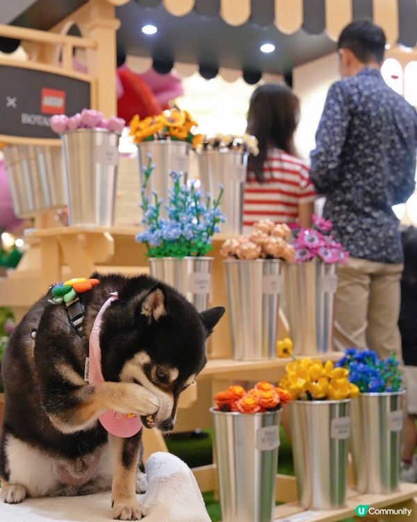 LEGO迷必去打卡呀😍