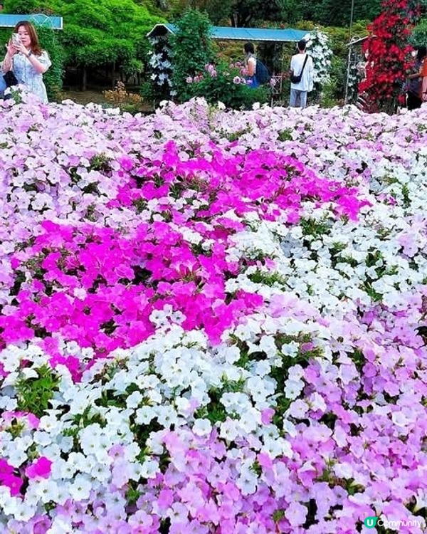 足利花卉公園🌸 紫藤花海夢幻之旅！