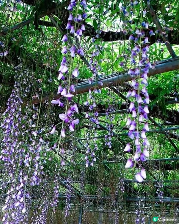 足利花卉公園🌸 紫藤花海夢幻之旅！