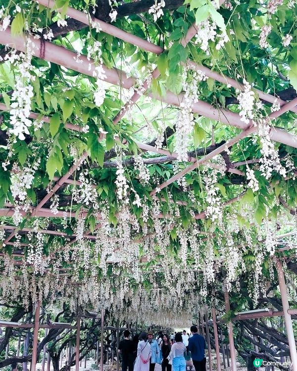 足利花卉公園🌸 紫藤花海夢幻之旅！