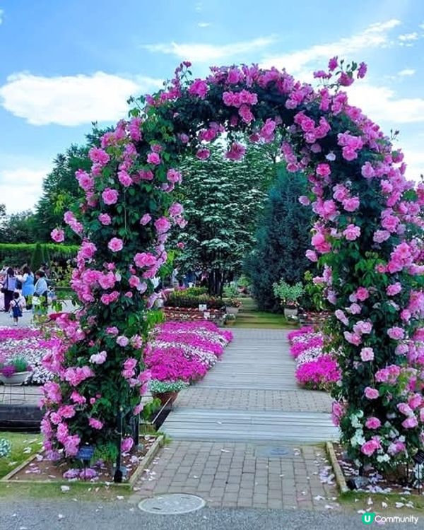 足利花卉公園🌸 紫藤花海夢幻之旅！