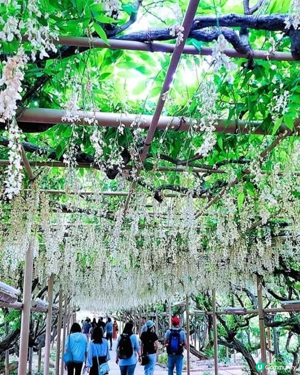 足利花卉公園🌸 紫藤花海夢幻之旅！