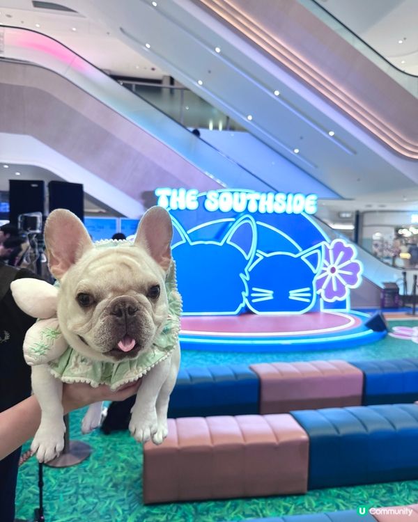 南區好去處 - 寵物友善🐾