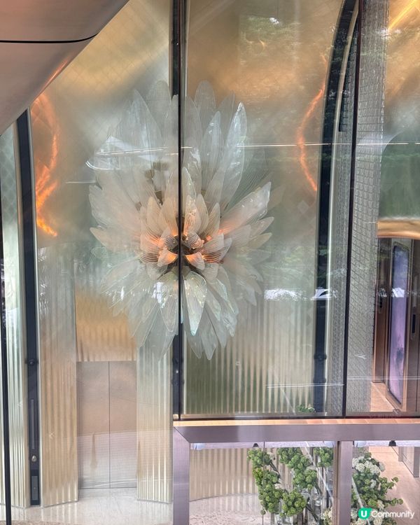 🌳《中環隨影》🌳