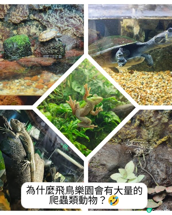 真的野山動物園？之廣州三日遊2