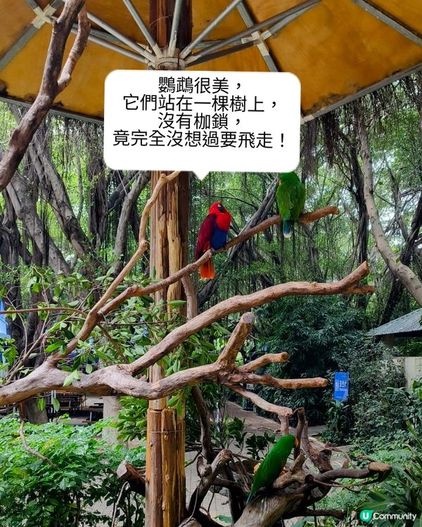 真的野山動物園？之廣州三日遊2