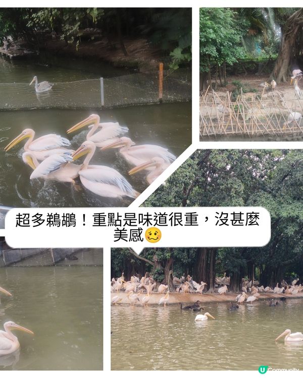 真的野山動物園？之廣州三日遊2