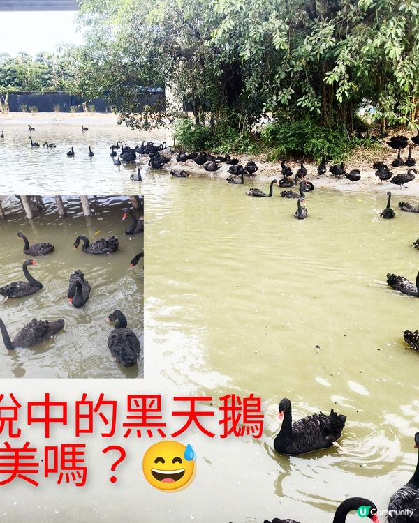 真的野山動物園？之廣州三日遊2