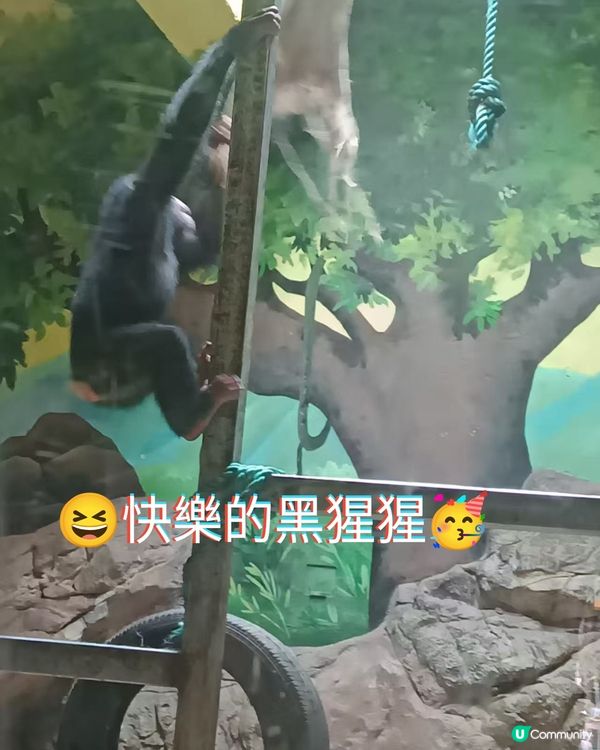 真的野山動物園？之廣州三日遊2