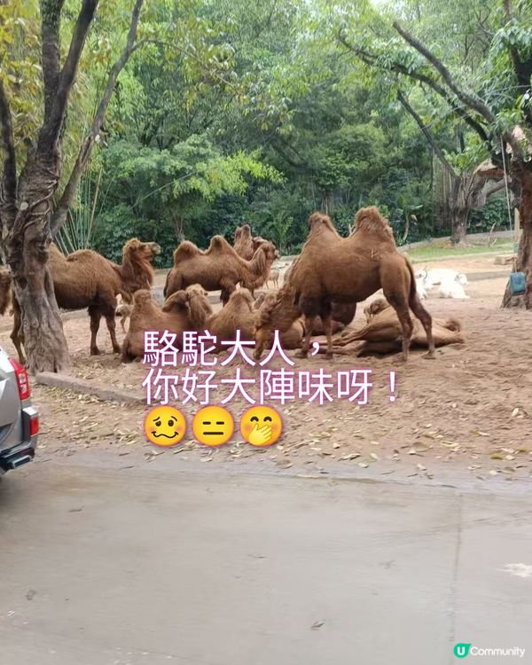 真的野山動物園？之廣州三日遊2