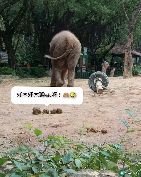 真的野山動物園？之廣州三日遊2