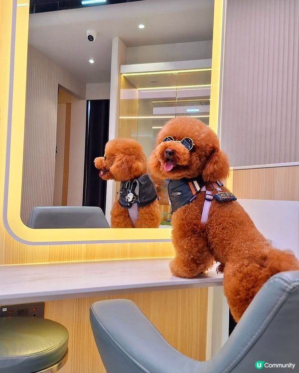 🐶🛁 靚仔變身！帶寶貝去沖涼啦！人寵美容