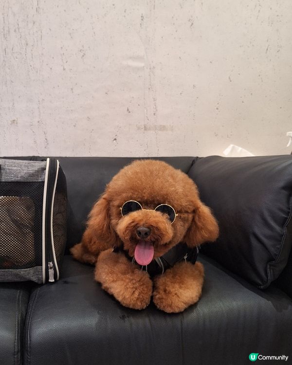 🐶🛁 靚仔變身！帶寶貝去沖涼啦！人寵美容