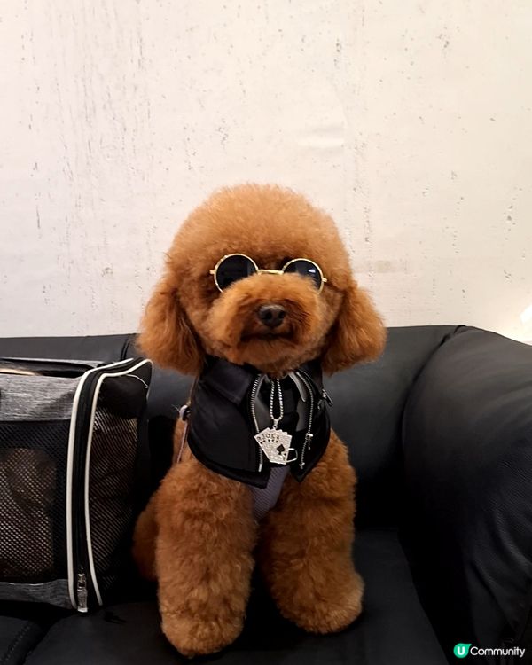 🐶🛁 靚仔變身！帶寶貝去沖涼啦！人寵美容